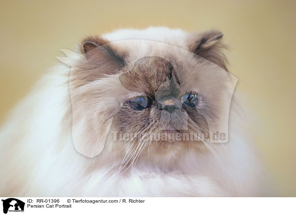 Persian Cat Portrait / RR-01396