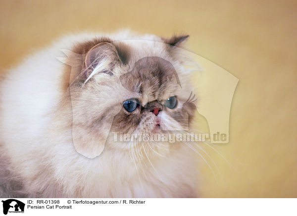 Persian Cat Portrait / RR-01398