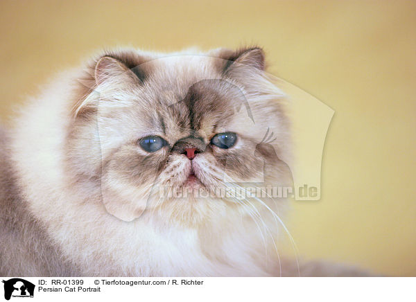 Perserkatze / Persian Cat Portrait / RR-01399