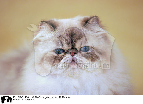 Persian Cat Portrait / RR-01400