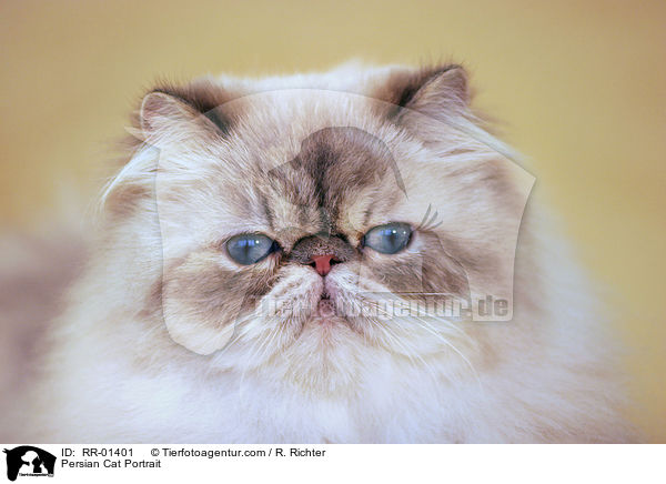 Persian Cat Portrait / RR-01401