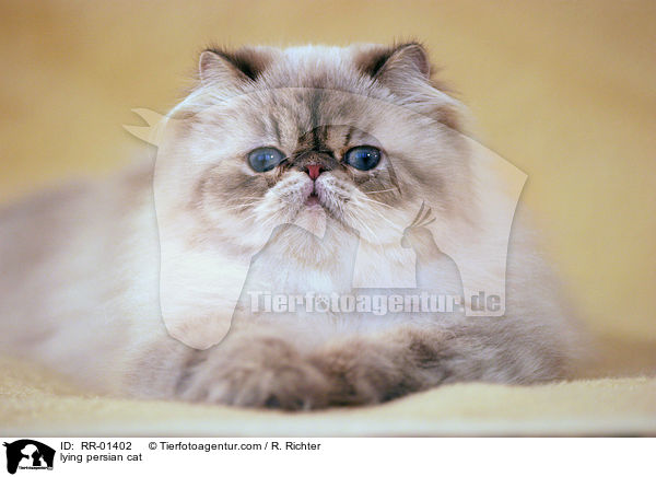 liegende Perserkatze / lying persian cat / RR-01402