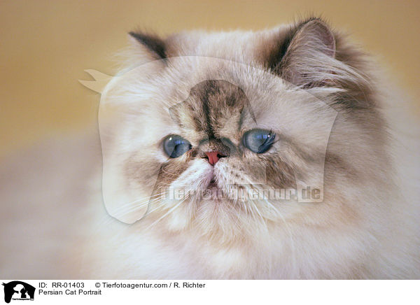 Perserkatze / Persian Cat Portrait / RR-01403