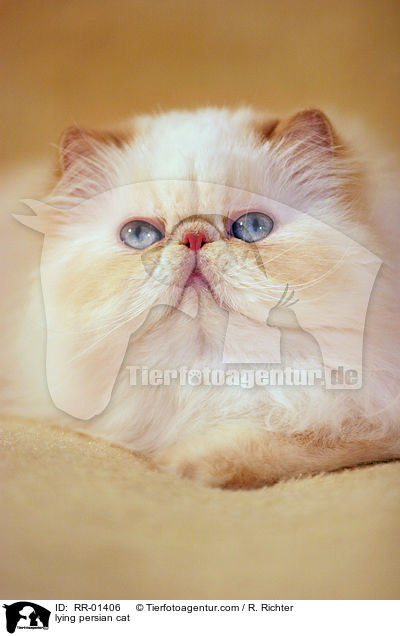 lying persian cat / RR-01406