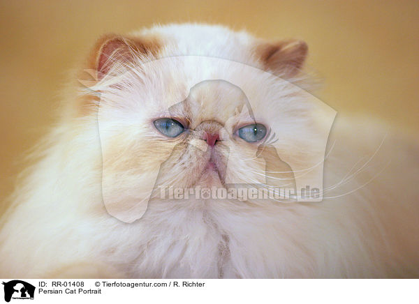 Perserkatze / Persian Cat Portrait / RR-01408