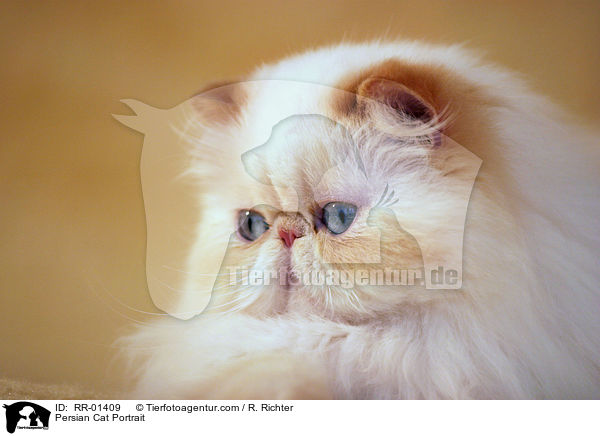 Persian Cat Portrait / RR-01409