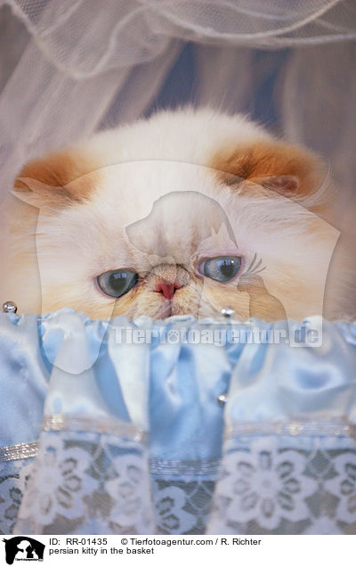 Perserktzchen im Krbchen / persian kitty in the basket / RR-01435