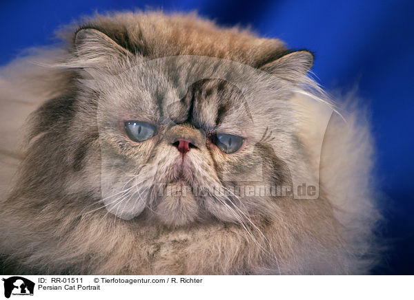 Perserkatze / Persian Cat Portrait / RR-01511