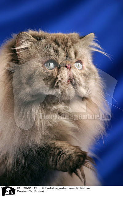 Persian Cat Portrait / RR-01513