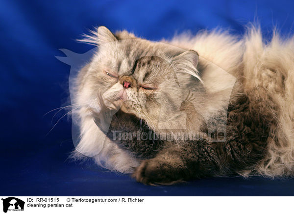 putzende Perserkatze / cleaning persian cat / RR-01515