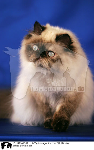 sitzende Perserkatze / sitting persian cat / RR-01517