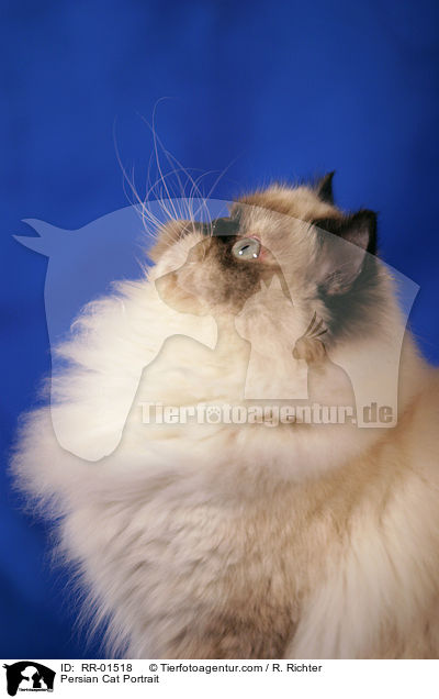Perserkatze / Persian Cat Portrait / RR-01518