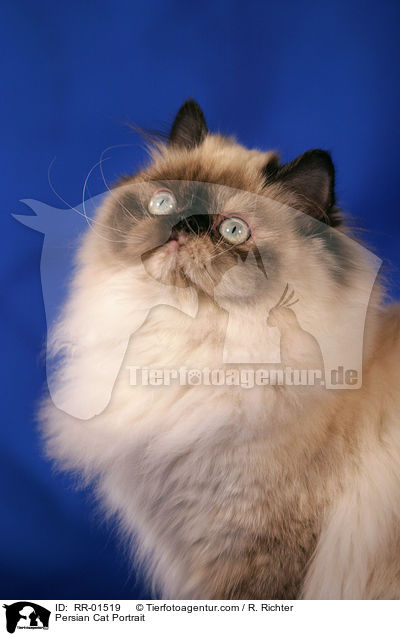 Perserkatze / Persian Cat Portrait / RR-01519