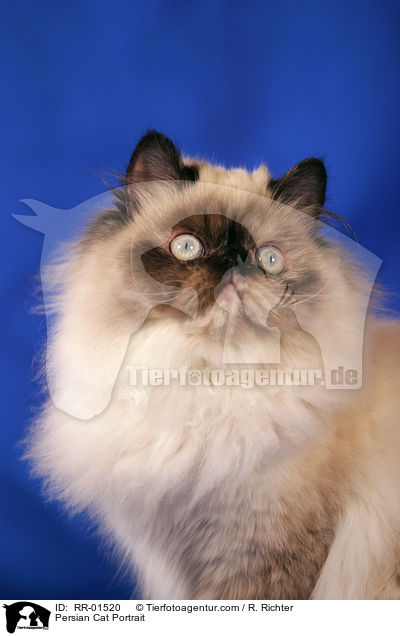Persian Cat Portrait / RR-01520
