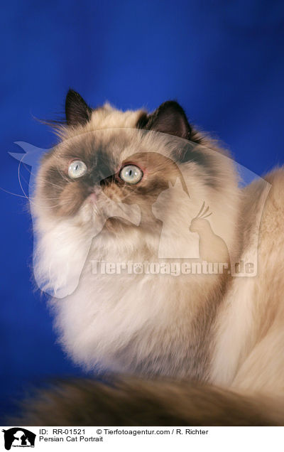 Persian Cat Portrait / RR-01521