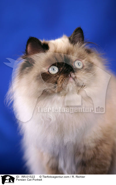 Persian Cat Portrait / RR-01522