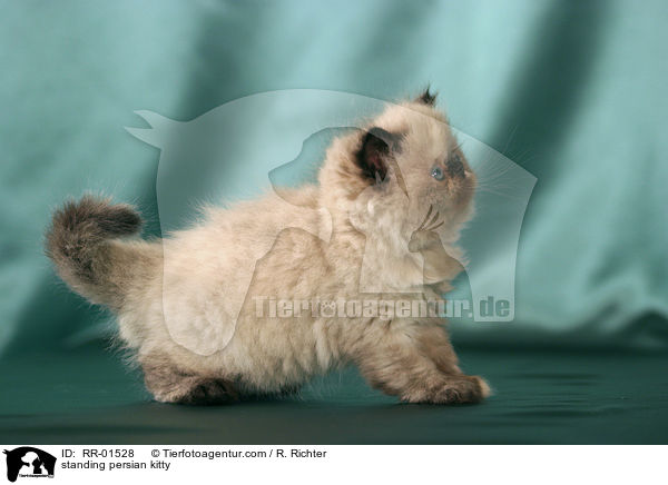 stehendes Perserktzchen / standing persian kitty / RR-01528