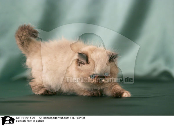 Perserktzchen in Bewegung / persian kitty in action / RR-01529