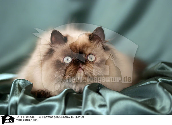 liegende Perserkatze / lying persian cat / RR-01536