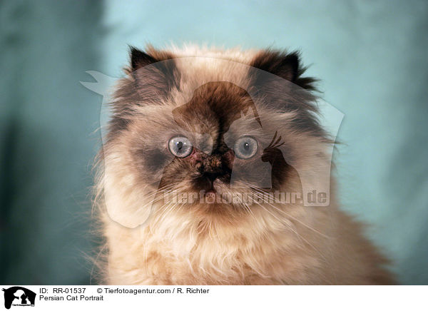 Persian Cat Portrait / RR-01537