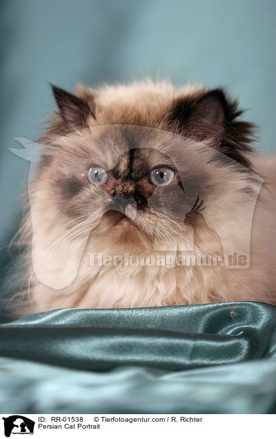 Persian Cat Portrait / RR-01538