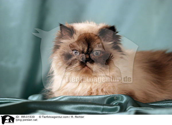 liegende Perserkatze / lying persian cat / RR-01539