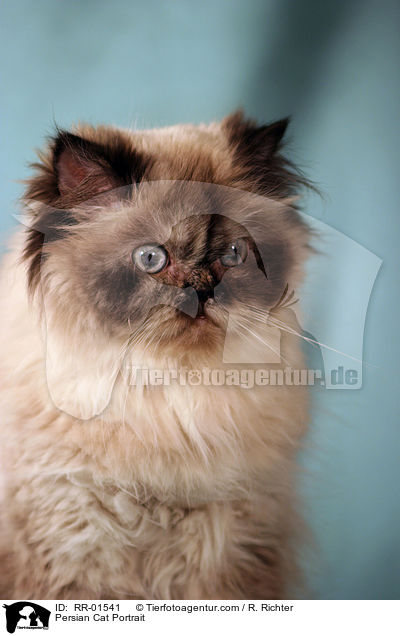 Perserkatze / Persian Cat Portrait / RR-01541