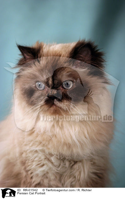 Persian Cat Portrait / RR-01542