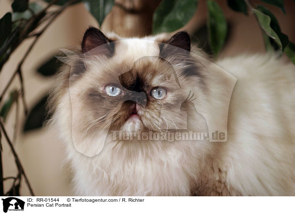 Perserkatze / Persian Cat Portrait / RR-01544