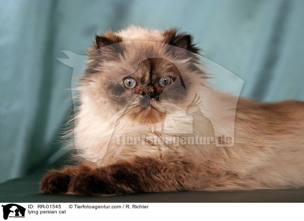 liegende Perserkatze / lying persian cat / RR-01545