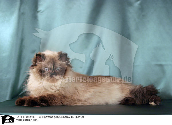 liegende Perserkatze / lying persian cat / RR-01546