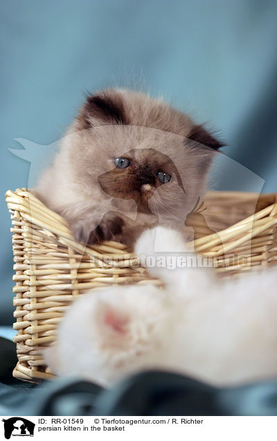 persian kitten in the basket / RR-01549