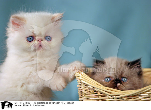 persian kitten in the basket / RR-01550
