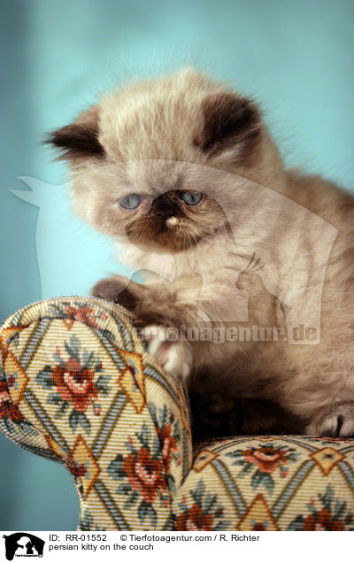 persian kitty on the couch / RR-01552