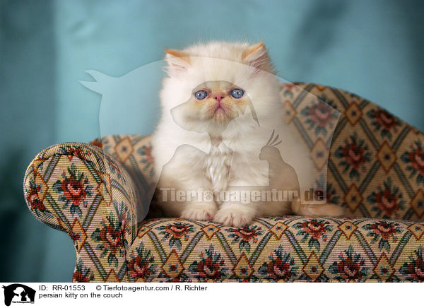 persian kitty on the couch / RR-01553