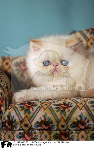 persian kitty on the couch / RR-01555