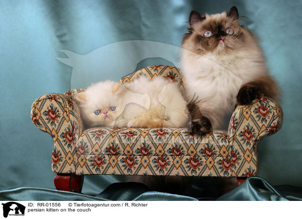 Perserktzchen auf der Couch / persian kitten on the couch / RR-01556