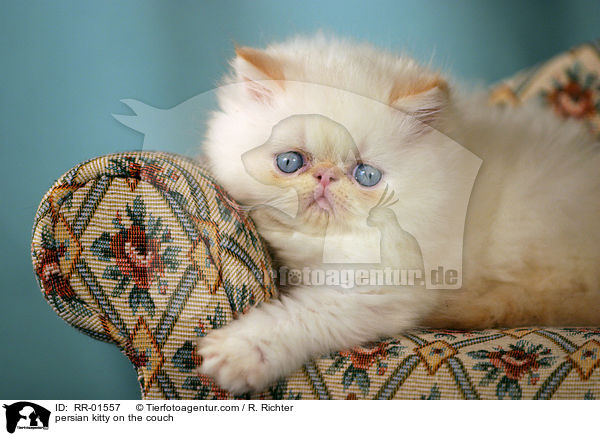 persian kitty on the couch / RR-01557
