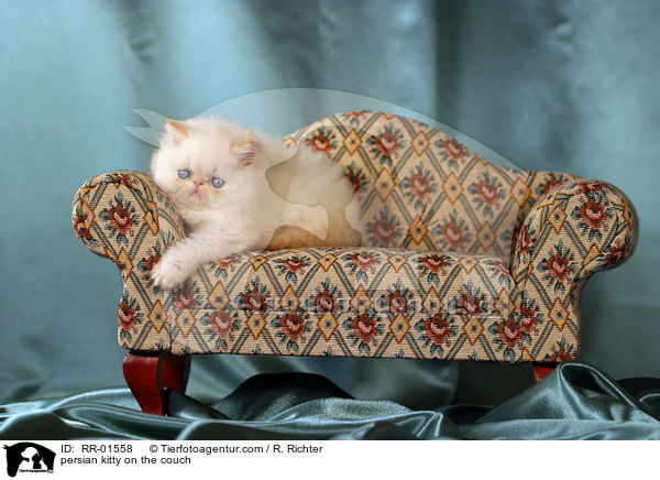 persian kitty on the couch / RR-01558