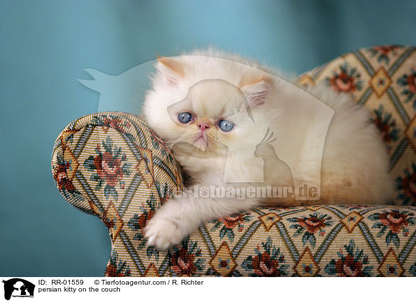 Perserktzchen auf der Couch / persian kitty on the couch / RR-01559