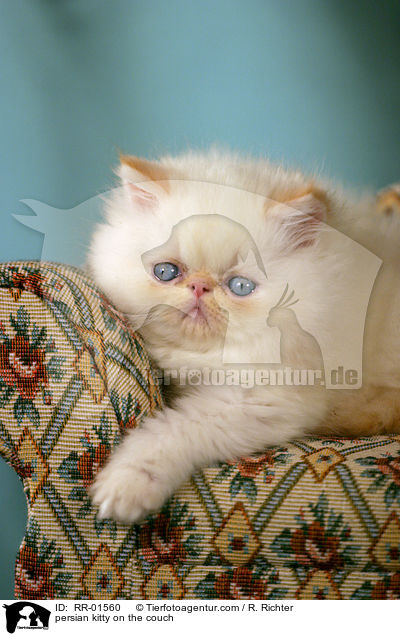 persian kitty on the couch / RR-01560