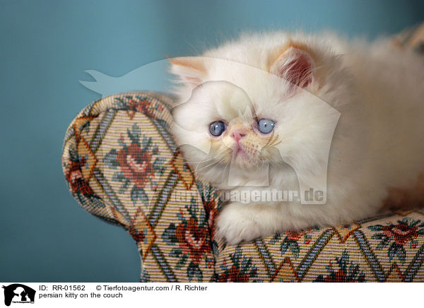 persian kitty on the couch / RR-01562