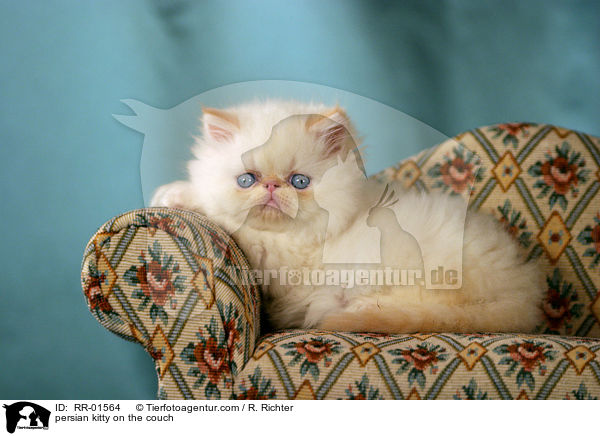 persian kitty on the couch / RR-01564