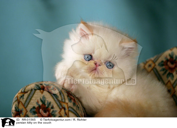persian kitty on the couch / RR-01565
