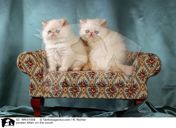 Perserktzchen auf der Couch / persian kitten on the couch / RR-01568