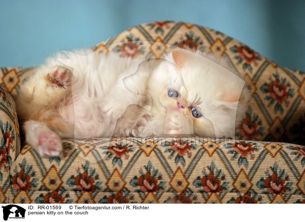 Perserktzchen auf der Couch / persian kitty on the couch / RR-01569