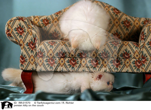 Perserktzchen auf der Couch / persian kitty on the couch / RR-01570