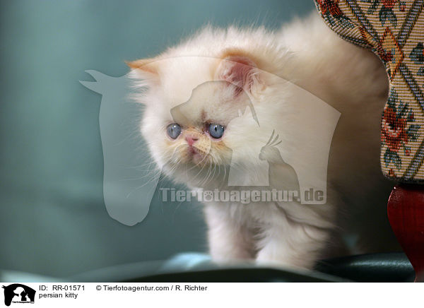 Perserktzchen / persian kitty / RR-01571