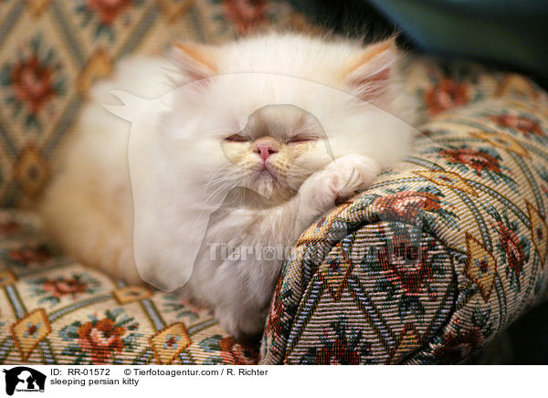 sleeping persian kitty / RR-01572