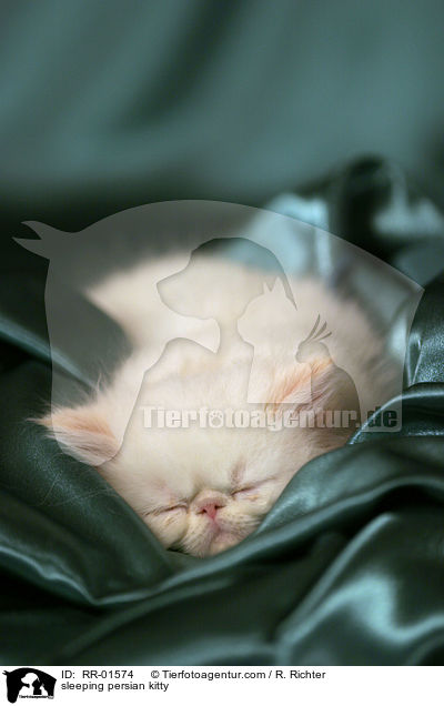 sleeping persian kitty / RR-01574
